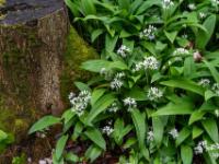 Baumstumpf umgeben von Bärlauch Blüten